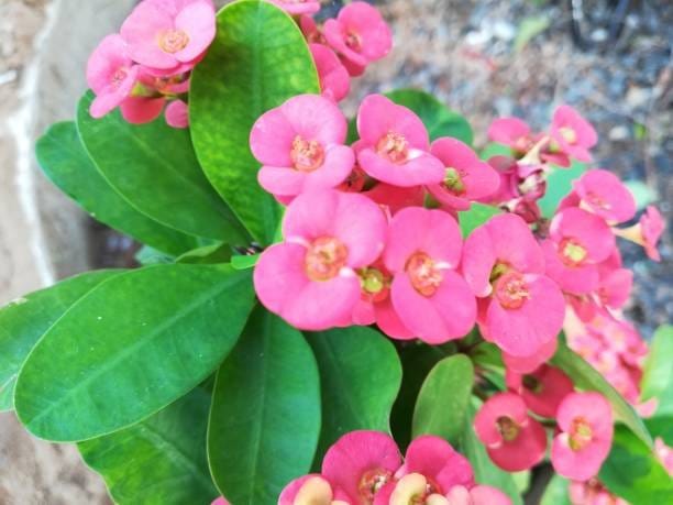 Plants Villa - Euphorbia Mili Flower Plant_Pink