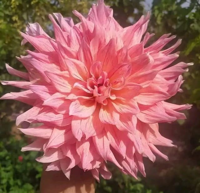 Plants Villa - Dahlia Flower Plant_Pink Plants Villa - Dahlia Flower Plant_Pink