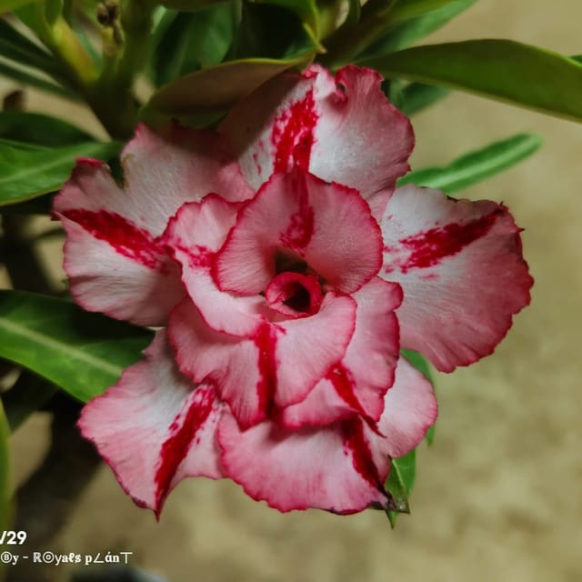 Plants Villa - Delight Adenium Grafted Flower Plant
