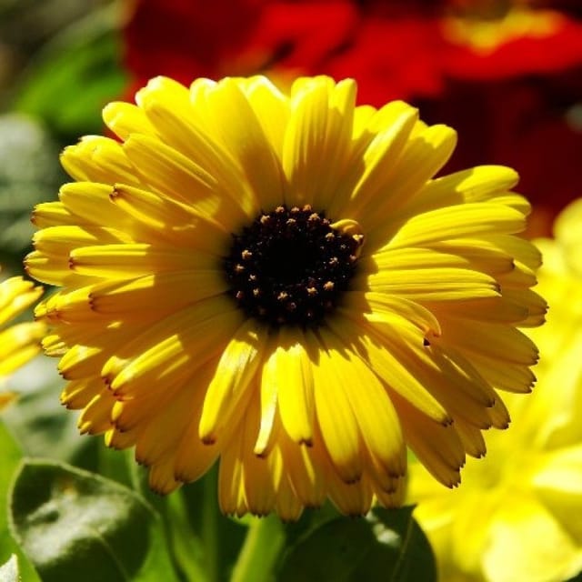 Plants Villa - Calendula Flower Plant_Yellow