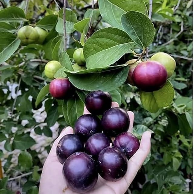 Plants Villa - Manila Ball Cherry Grafted Fruit Plant Plants Villa - Manila Ball Cherry Grafted Fruit Plant