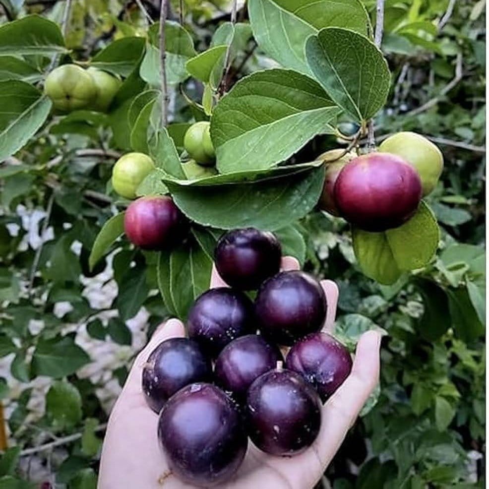 Plants Villa - Manila Ball Cherry Grafted Fruit Plant