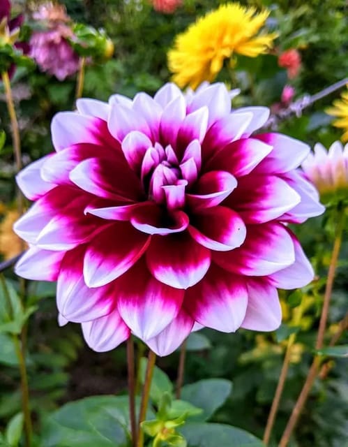 Plants Villa - Dahlia Flower Plant Verigated Plants Villa - Dahlia Flower Plant Verigated