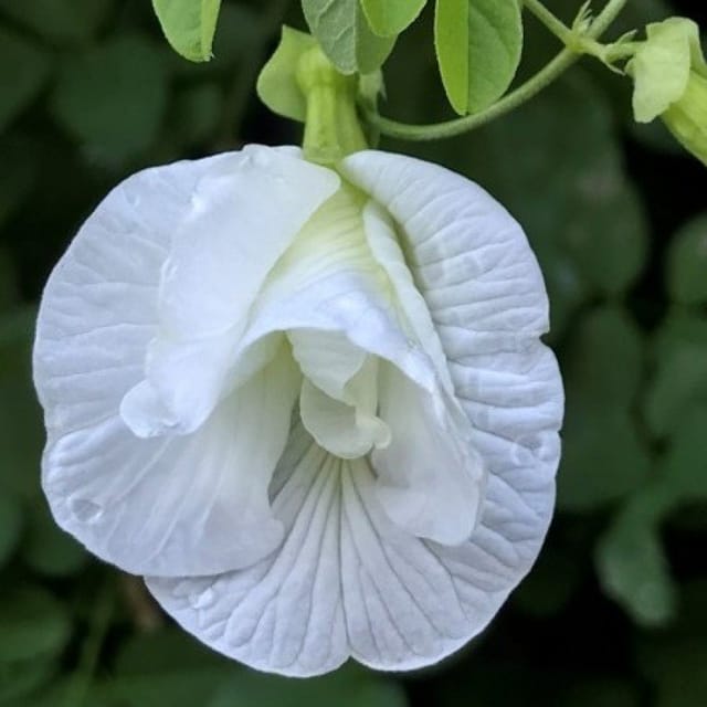Plants Villa - Aparajita Double Petal Flower Plant_White