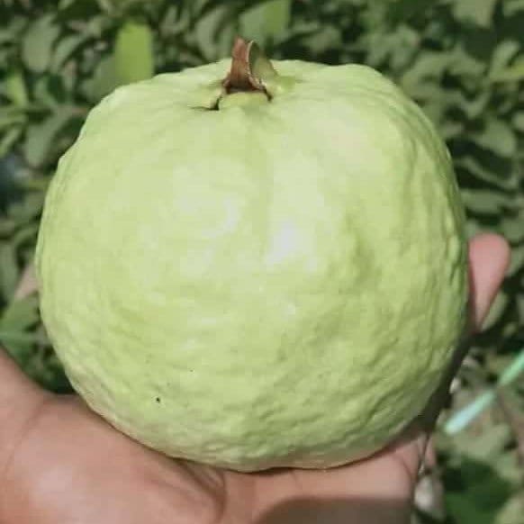 Plants Villa - Thai-7 Gauva | Grafted Fruit Plant