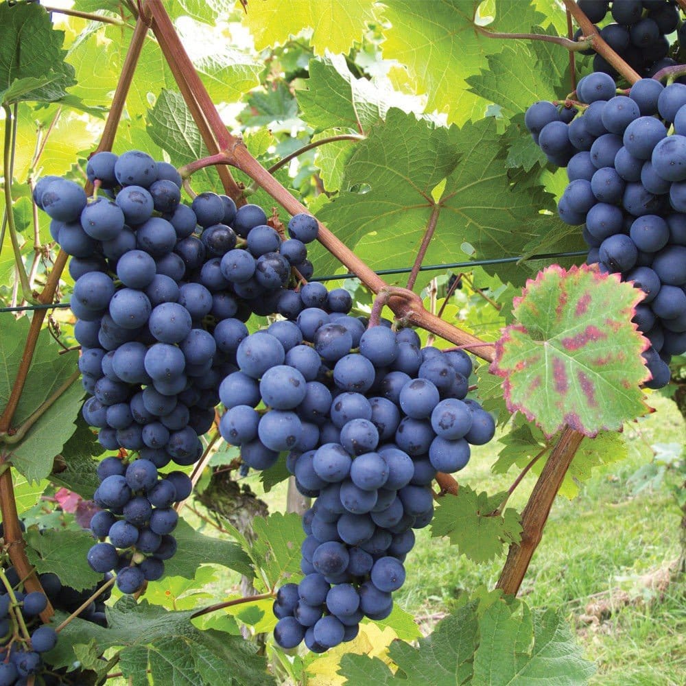 Plants Villa - Black Grapes Live Fruit Plant