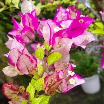 Plants Villa - Poetey Bougainvellia Flower Plant Plants Villa - Poetey Bougainvellia Flower Plant