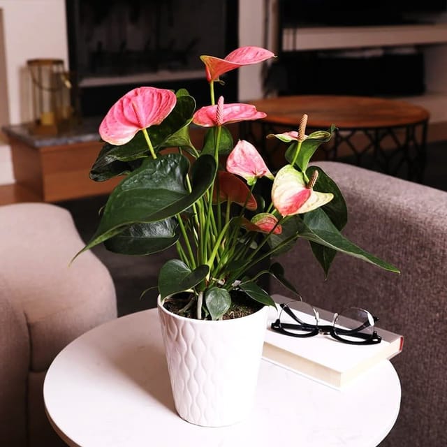 Plants Villa - Anthurium Andreanum Gift Plant_Pink Plants Villa - Anthurium Andreanum Gift Plant_Pink