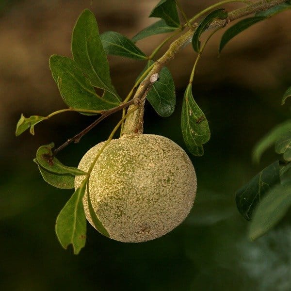 Plants Villa - Wood Apple Grafted Fruit Plant (Bael)