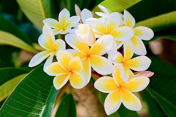 Plants Villa - Pulmeria Flower Plant_Yellow Plants Villa - Pulmeria Flower Plant_Yellow
