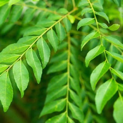 Plants Villa - Curry Leaves Live Plant
