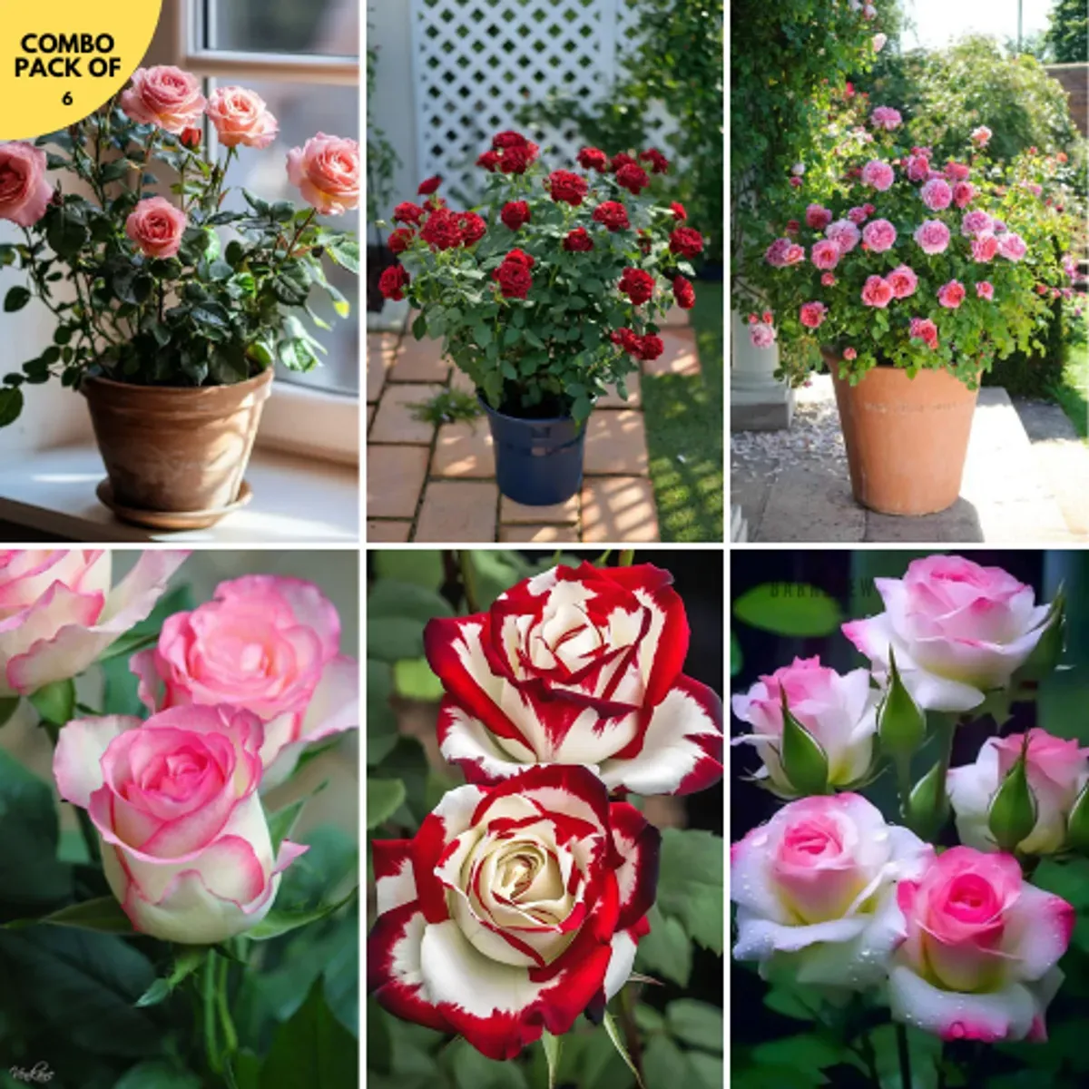 Plants Villa - Rose Flower Plant_(Combo Pack Of 4)