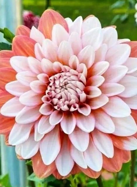 Plants Villa - Dahlia Flower Plant Verigated_White Plants Villa - Dahlia Flower Plant Verigated_White