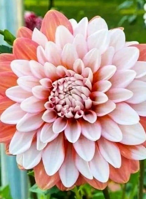 Plants Villa - Dahlia Flower Plant Verigated_White