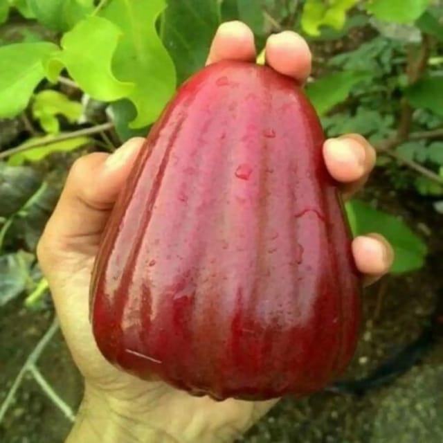 Plants Villa - Dalhari Sweet Water Apple Grafted Fruit Plant Plants Villa - Dalhari Sweet Water Apple Grafted Fruit Plant