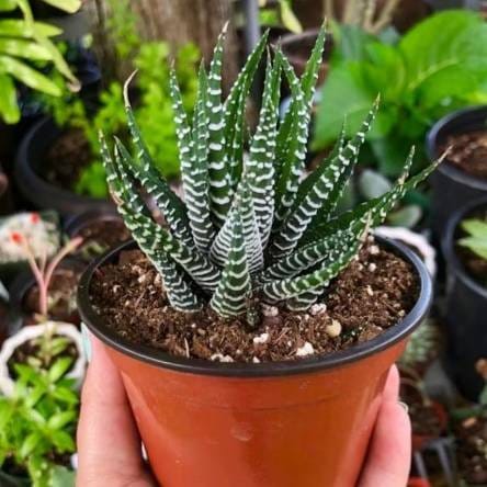 Plants Villa - Zebra Haworthia Fasciata Rare Succulent Live Plant