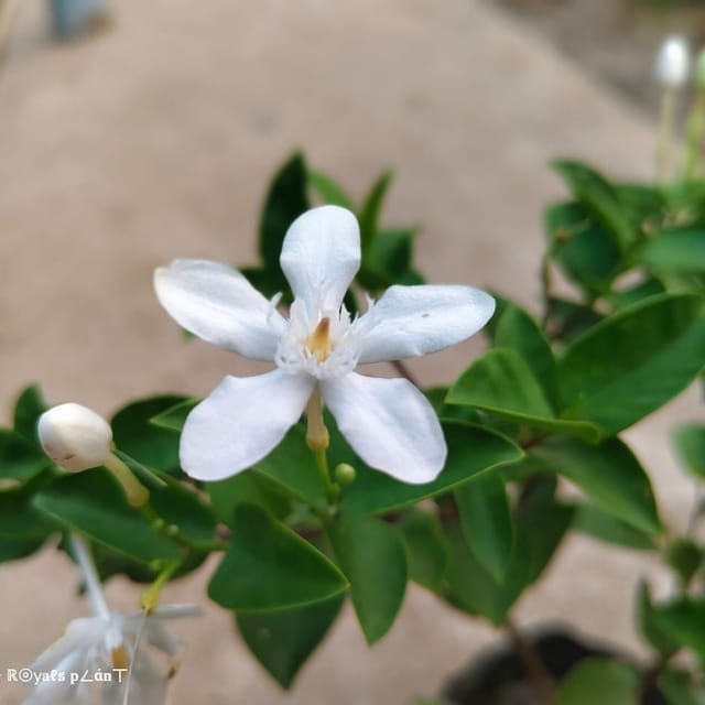 Plants Villa - Srilankan Tagar | Jasmine Flower Plant_White Plants Villa - Srilankan Tagar | Jasmine Flower Plant_White