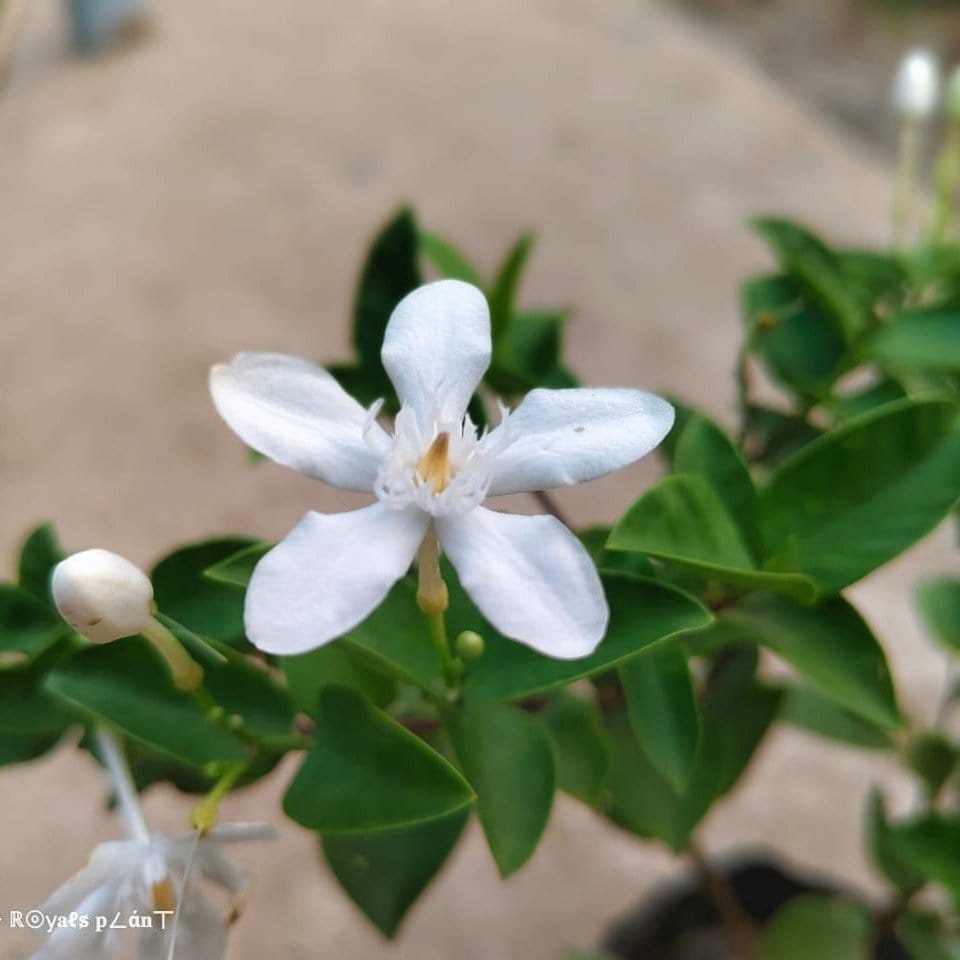 Plants Villa - Srilankan Tagar | Jasmine Flower Plant_White