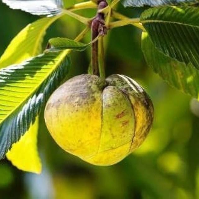 Plants Villa - Alltime Elephant Apple Chalta Hybrid Fruit Plant Plants Villa - Alltime Elephant Apple Chalta Hybrid Fruit Plant