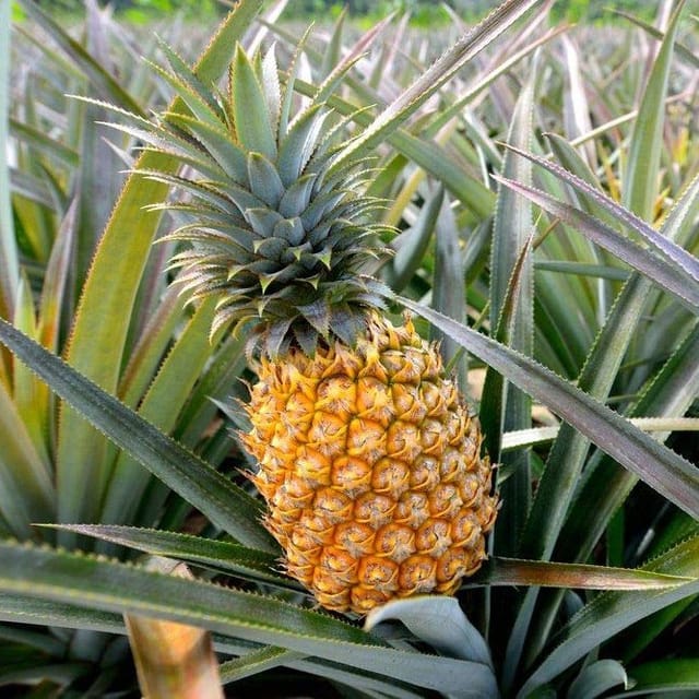 Plants Villa - Thai Variety Pineapple Fruit Plant_Yellow