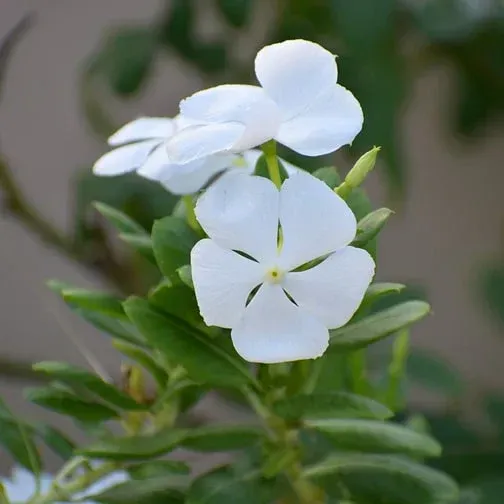 Plants Villa - Vinca Sadabahar Flower Plant_White