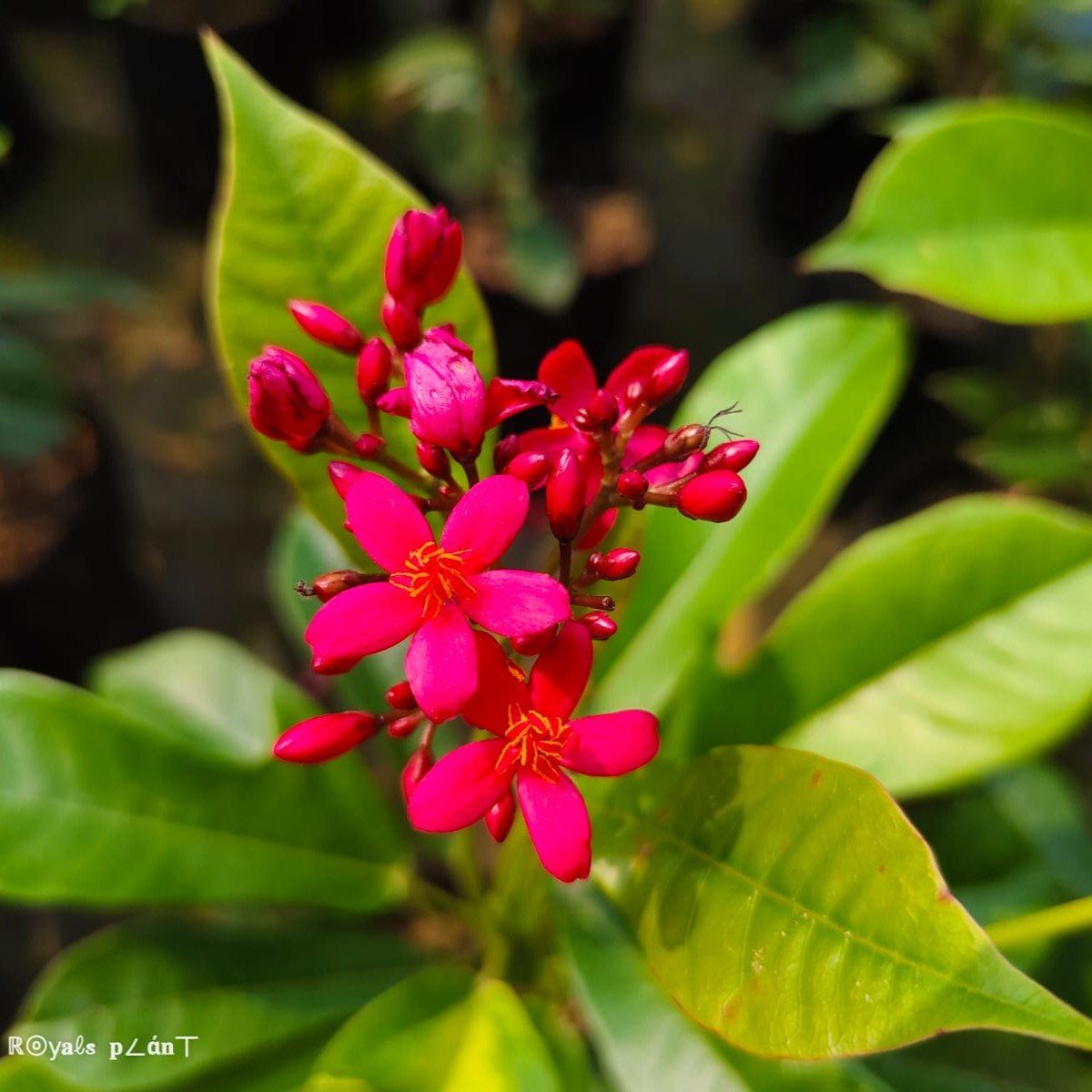 Plants Villa - Jatropha Flower Plant_Red