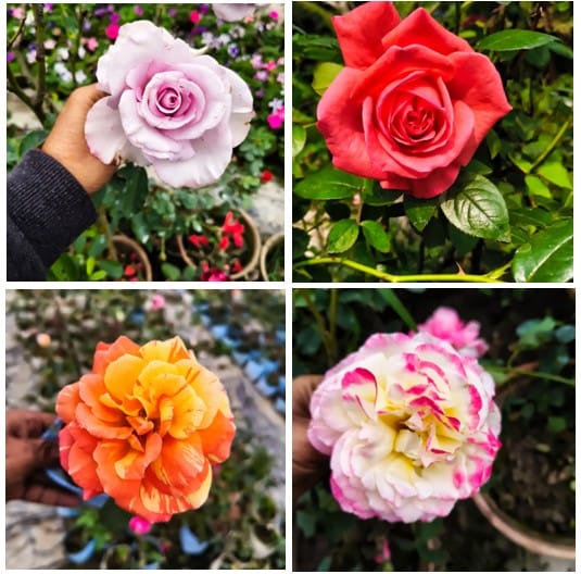 Plants Villa - Rose Flower Plant_(Combo Pack Of 4)