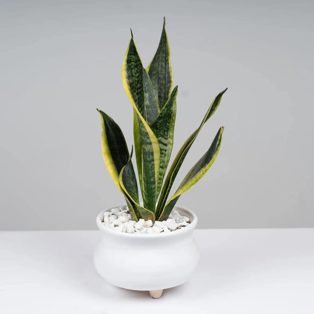 Plants Villa - Snake Plant_(Medium Size) Plants Villa - Snake Plant_(Medium Size)