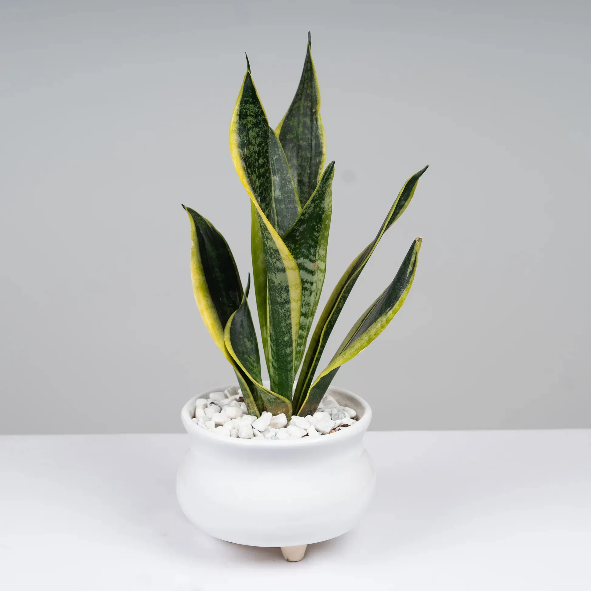 Plants Villa - Snake Plant_(Medium Size)