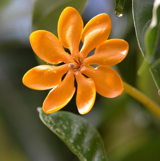Plants Villa - Golden Gardenia Perfuming Flower Plant_Yellow