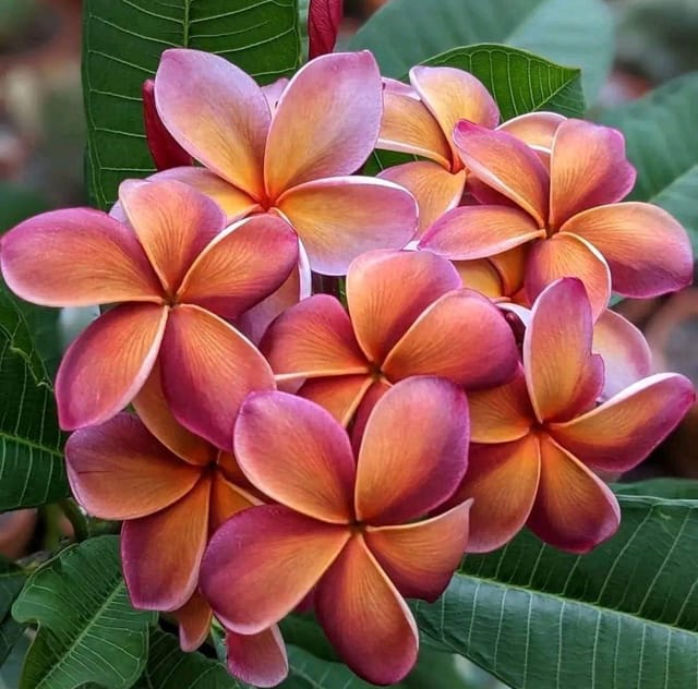 Plants Villa - Dwarf Variety Pulmeria Flower Plant Plants Villa - Dwarf Variety Pulmeria Flower Plant