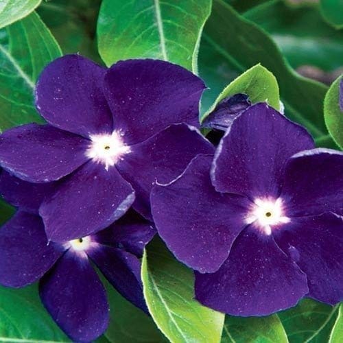 Plants Villa - Vinca Sadabahar Flower Plant_Dark Blue