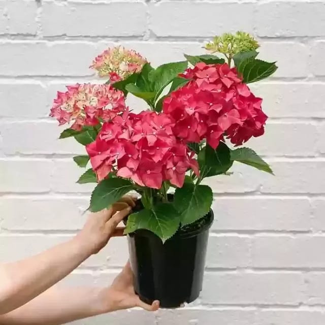 ... ...