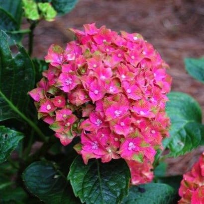 Plants Villa - Hybrid Hydrangea Flower Plant_Red Plants Villa - Hybrid Hydrangea Flower Plant_Red