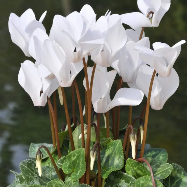 Plants Villa - Cyclemen Flower Plant_White Plants Villa - Cyclemen Flower Plant_White