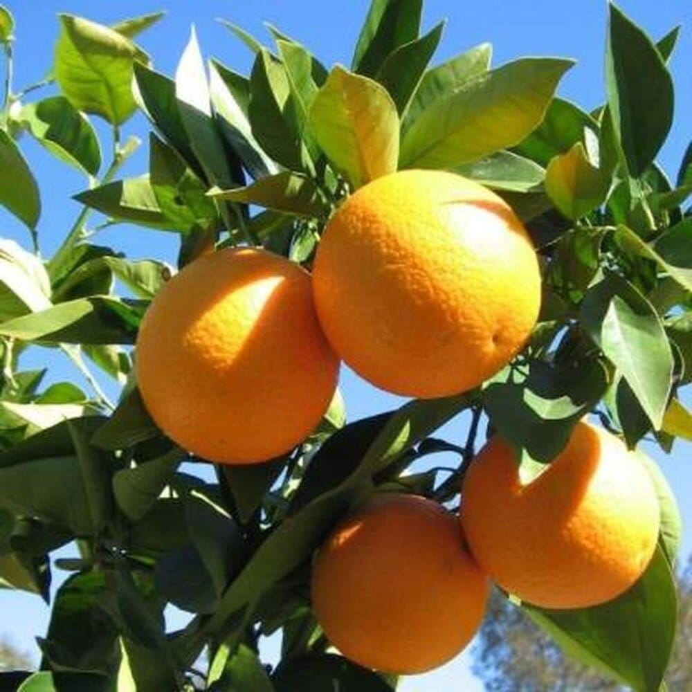 Plants Villa - Darjeeling Orange Grafted & Hybrid Fruit Plant_Orange
