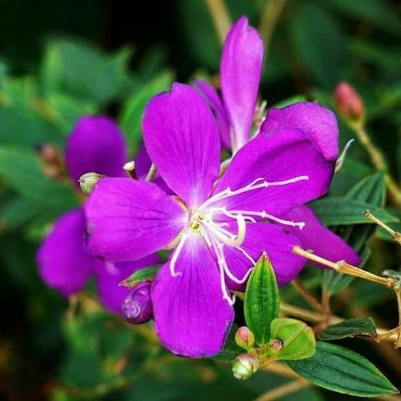Plants Villa - Tibouchina Semidecandra Begum Bahar Flower Plant Plants Villa - Tibouchina Semidecandra Begum Bahar Flower Plant