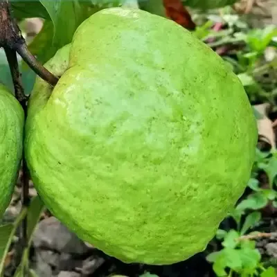 Plants Villa - Thai-10 Gauva | Grafted & Hybrid Fruit Plant