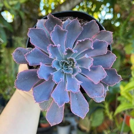 Plants Villa - Echeveria Neon Breaker Rare Succulent Live Plant