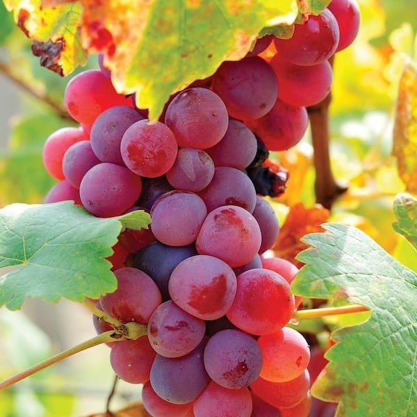 Plants Villa - Thai Variety Seedless Red Grapes Fruit Plant_ Plants Villa - Thai Variety Seedless Red Grapes Fruit Plant_
