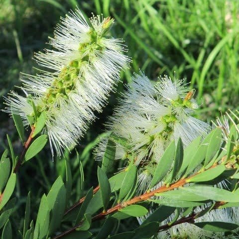 Plants Villa - Dwarf Variety Bottle Brush Flower Plant_White