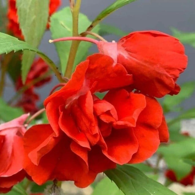 Plants Villa - Impatiens Balsamina Dopati_Red Plants Villa - Impatiens Balsamina Dopati_Red