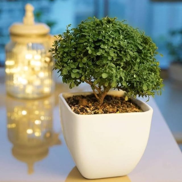 Plants Villa - Table Top Kamini Live Plant Plants Villa - Table Top Kamini Live Plant