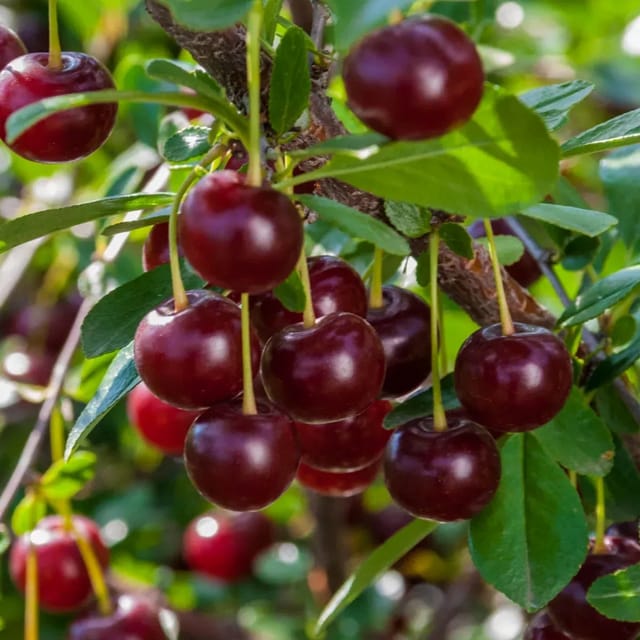 Plants Villa - Malyan Cherry Grafted & Hybrid Fruit Plant Plants Villa - Malyan Cherry Grafted & Hybrid Fruit Plant