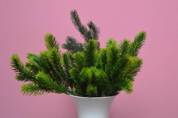 Plants Villa - Pine Plant Plants Villa - Pine Plant