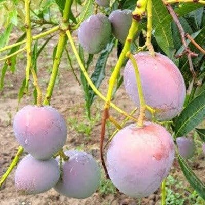 Plants Villa - Arunika Mango | Grafted Fruit Hybrid Plant