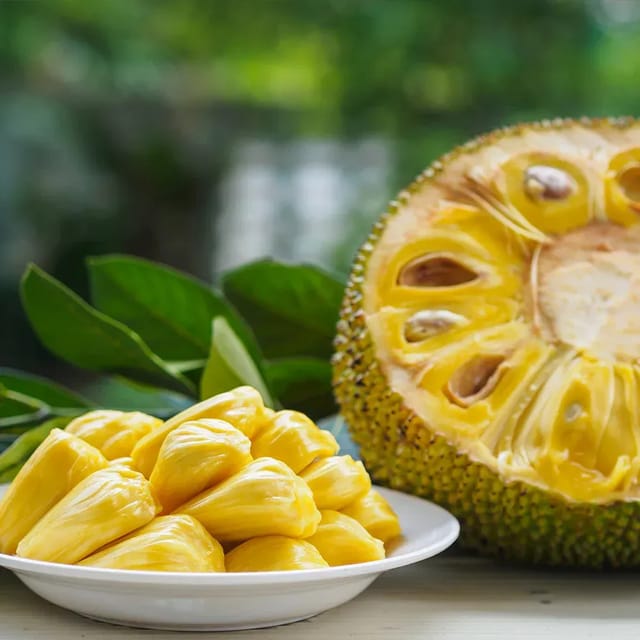 Plants Villa - Vietnam Super Early Jackfruit Grafted & Hybrid Fruit Plant