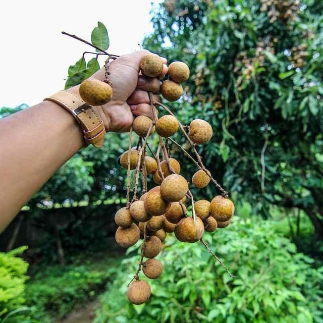 Plants Villa - Khaki Longan Grafted Fruit Plant Plants Villa - Khaki Longan Grafted Fruit Plant