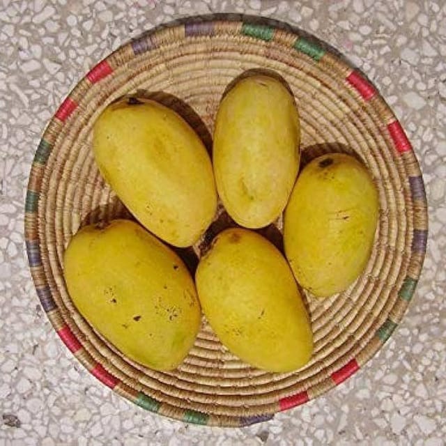 Plants Villa - Chausa Mango | Grafted Fruit Plant