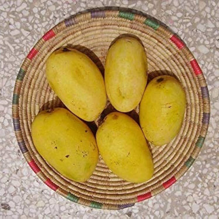 Plants Villa - Chausa Mango | Grafted Fruit Plant
